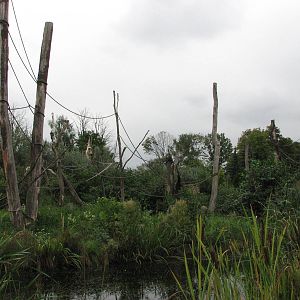 Opole Zoo 2008 - Gibbon Island