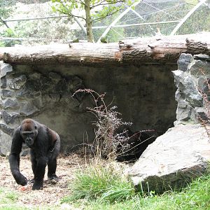 Opole Zoo 2008 - Gorilla