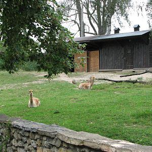 Opole Zoo 2008 - Vicugna exhibit