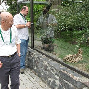 Opole Zoo 2008 - Serval exhibit
