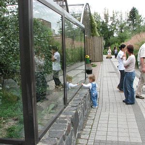 Opole Zoo 2008 - Serval exhibit