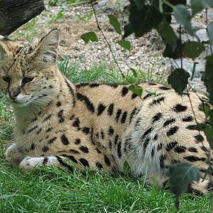 Opole Zoo 2008 - Maybe my best Serval shot ever