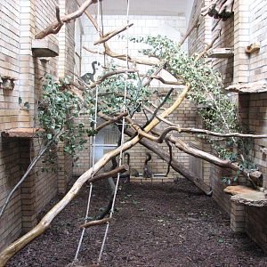 Opole Zoo 2008 - Indoor lemur exhibit