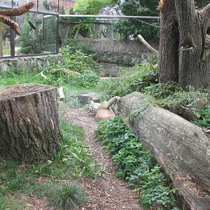 Opole Zoo 2008 - Cougar exhibit