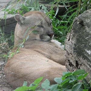 Opole Zoo 2008 - Cougar