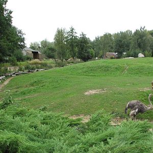 Opole Zoo 2008 - Ostrich on the Savannah