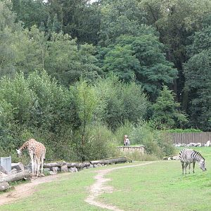 Opole Zoo 2008 - Zebra and Giraffe on the Savannah