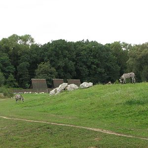 Opole Zoo 2008 - Zebras on the Savannah