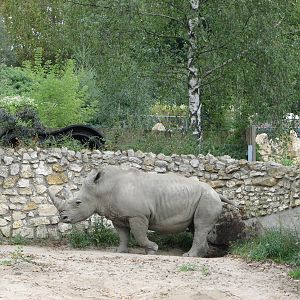 Opole Zoo 2008 - White Rhinoceros