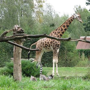 Opole Zoo 2008 - Giraffe in the background and Ring-tailed Lemurs in the fo