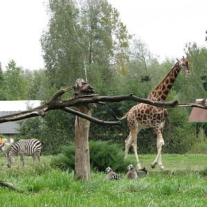 Opole Zoo 2008 - Giraffe in the background and Ring-tailed Lemurs in the fo