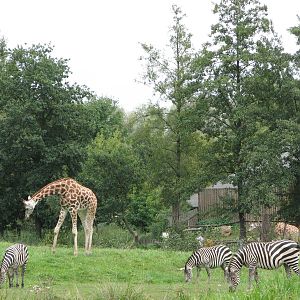 Opole Zoo 2008 - Giraffe and Zebras