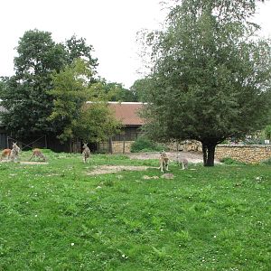 Opole Zoo 2008 - Red Kangaroo exhibit