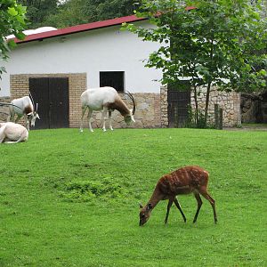 Opole Zoo 2008 - Mixed Scimitar-horned Oryx and Nyala