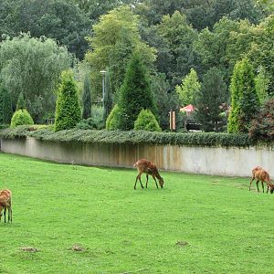 Opole Zoo 2008 - Nyala