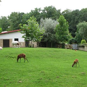 Opole Zoo 2008 - Mixed exhibit for Scimitar-horned Oryx and Nyala