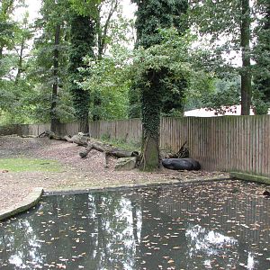 Opole Zoo 2008 - Pygmy Hippopotamus exhibit