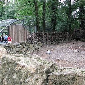 Opole Zoo 2008 - Wild Boar exhibit