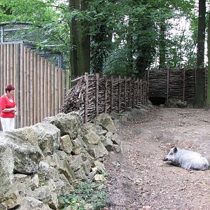 Opole Zoo 2008 - Visitors observe a Wild Boar in its exhibit