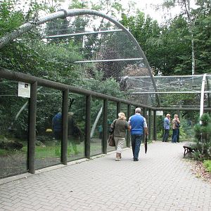 Opole Zoo 2008 - Lynx exhibit