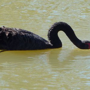 Black Swan, NSW