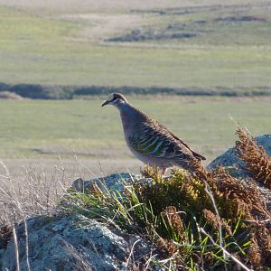 Bronzewing Pigeon, NSW Southern Tablelands