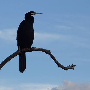 Male Darter, Canberra
