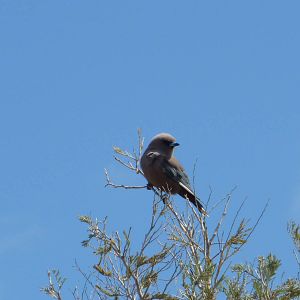 Dusky Woodswallow, Southern NSW