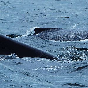 Humpback Whales nr Montague Island, Narooma, NSW