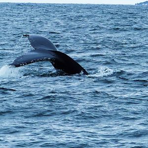 Humpback Whales 2, nr Montague Island, Narooma, NSW