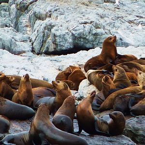 Australian Fur Seals, Montague Island off Narooma, NSW