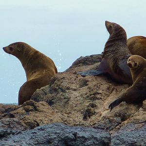 Australian Fur Seals 2, Montague Island off Narooma, NSW