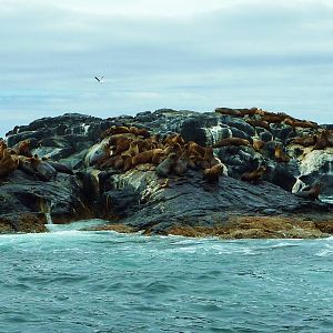 New Zealand Fur Seals, Montague Island off Narooma, NSW