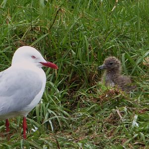 Silver Seagull Mother & Chick, Montague Island off Narooma, NSW
