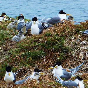 Crested Tern colony with chicks, Montague Island nr Narooma, NSW