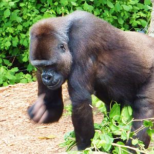 Gorilla, Taronga Zoo - 13 Nov 2009