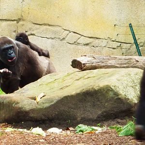 Gorillas 2, Taronga Zoo - 13 Nov 2009