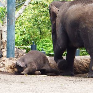 Asian Elephants Inc Luk Chai, Taronga Zoo - 13 Nov 2009