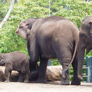 Asian Elephants Inc Luk Chai 2, Taronga Zoo - 13 Nov 2009