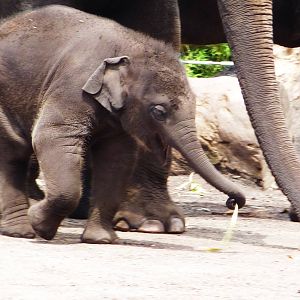 Asian Elephants Inc Luk Chai 3, Taronga Zoo - 13 Nov 2009