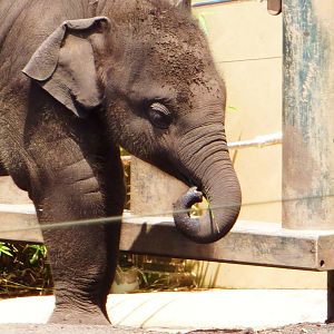 Luk Chai 4, Taronga Zoo - 13 Nov 2009
