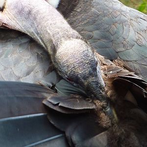 Andean Condor, Taronga Zoo - 13 Nov 2009