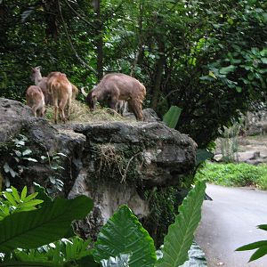 Singapore Night Safari 2008 - Himalayan Tahr