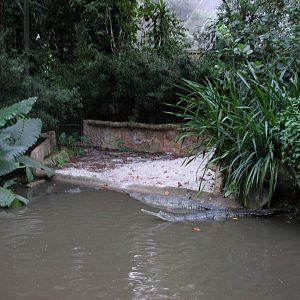 Singapore Night Safari 2008 - Indian Gavial exhibit