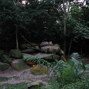 Singapore Night Safari 2008 - Indian Wolf exhibit