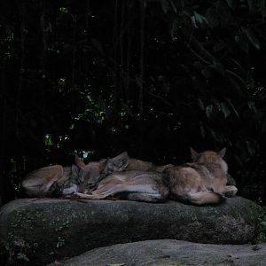 Singapore Night Safari 2008 - Indian Wolves