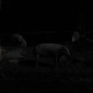 Singapore Night Safari 2008 - Babirusa from Indonesia