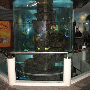 Underwaterworld Singapore 2008 - Inside tank