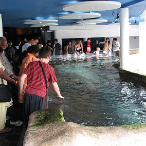 Underwaterworld Singapore 2008 - Touch Pool