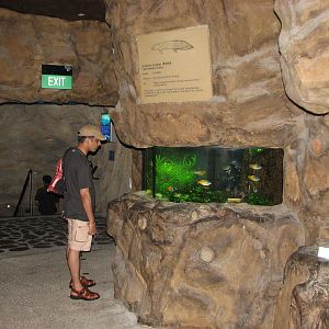 Underwaterworld Singapore 2008 - Australian Lungfish exhibit